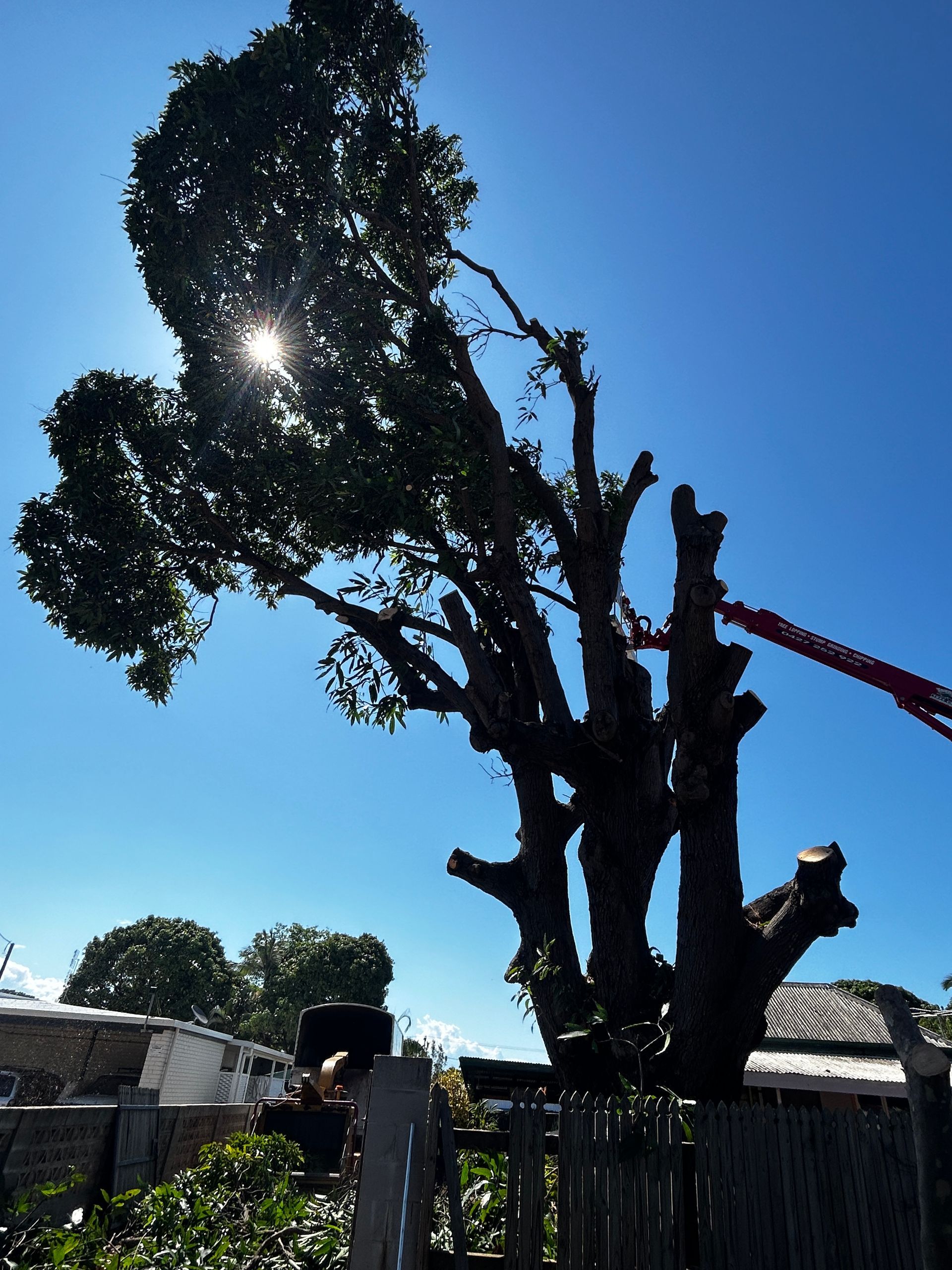 A Skilled Arborist in Townsville Expertly Felling a Tree as Part of Tree Change NQ's Professional Tree Care Services — Tree Change NQ in Townsville, QLD