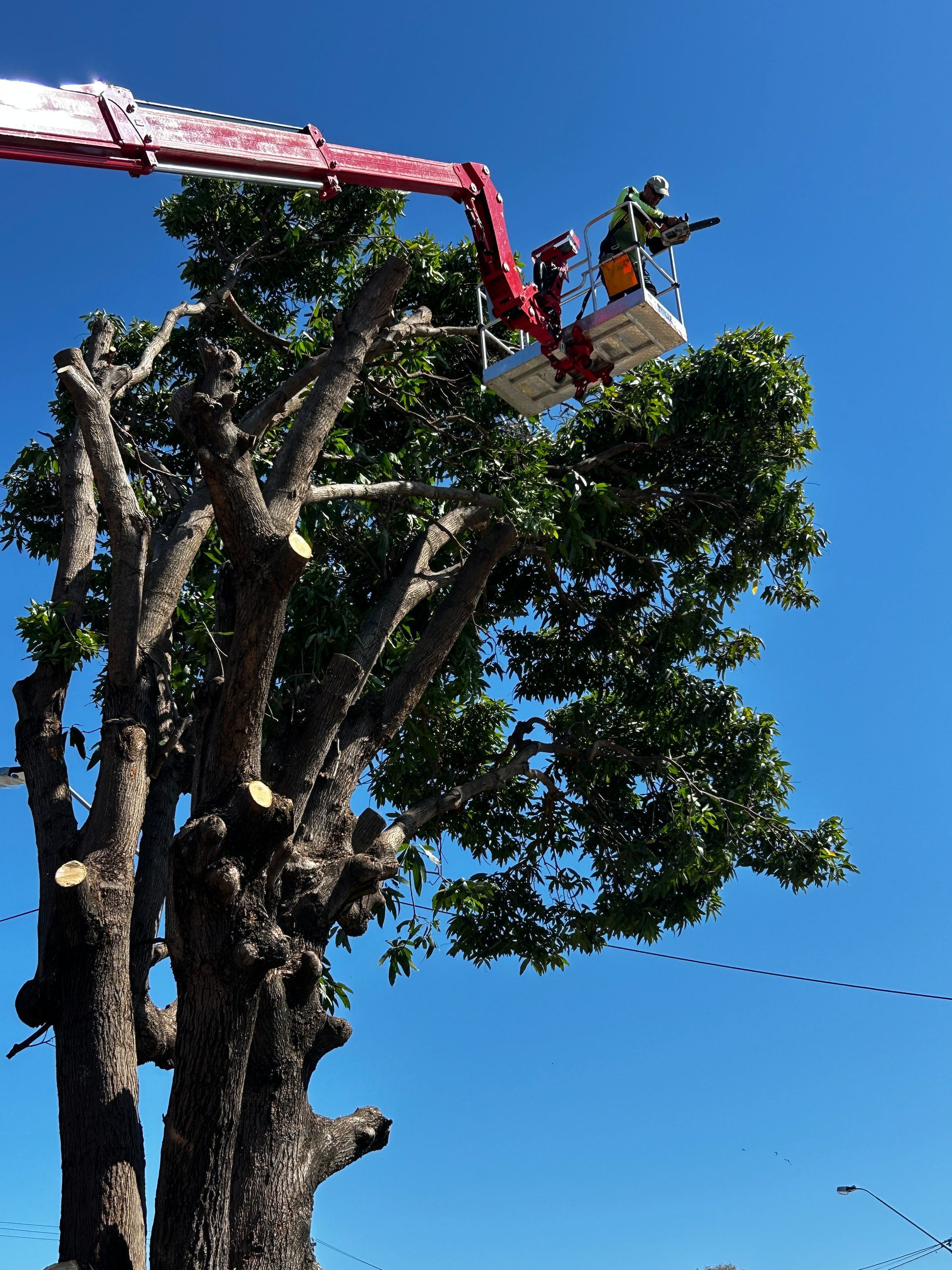 An Arborist on a Cherry Picker Reaching a Tree Branch  — Tree Change NQ in Townsville, QLD