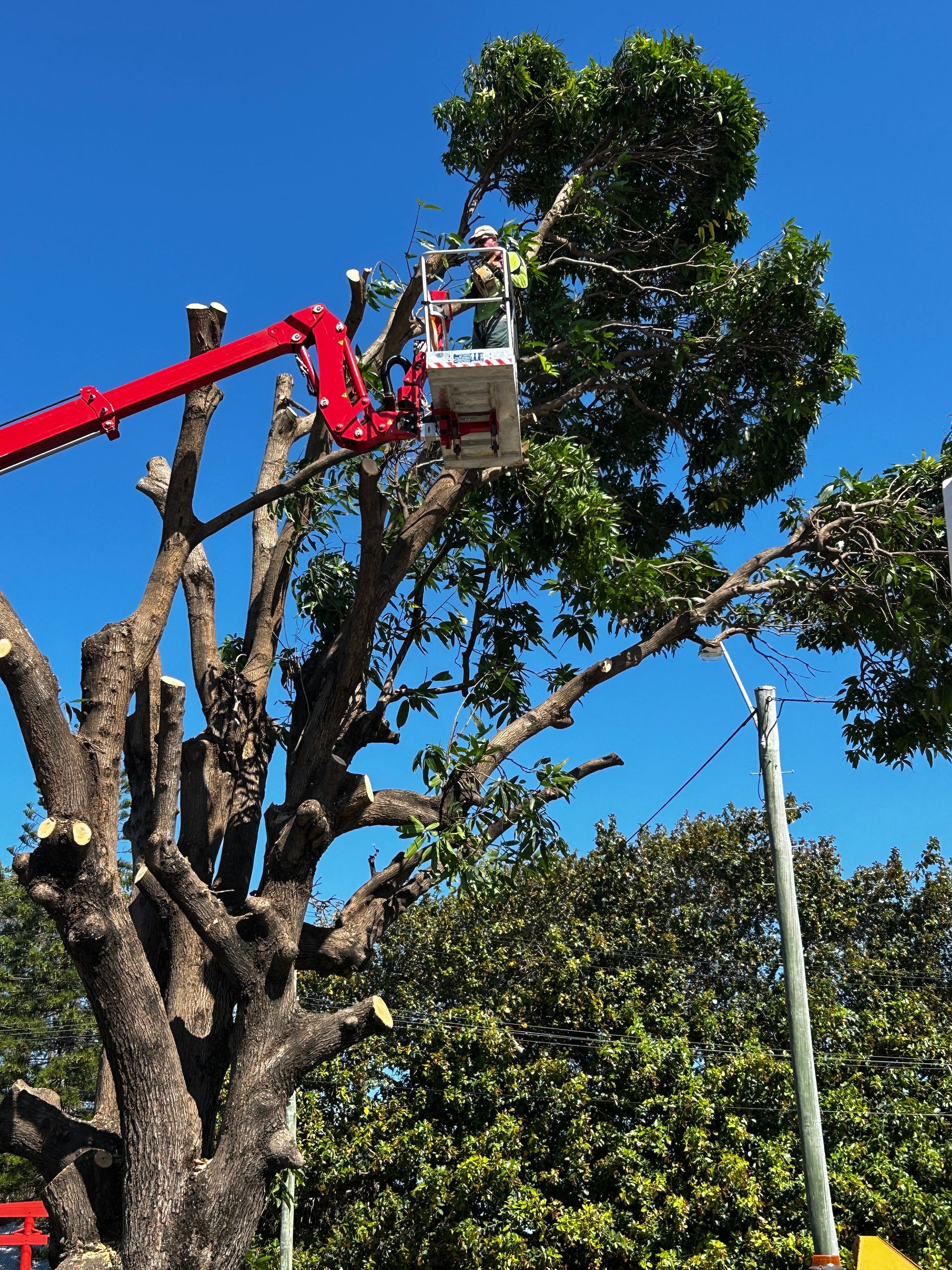 A Tree That Has Fallen On The Side Of The Road — Tree Change NQ in Townsville, QLD