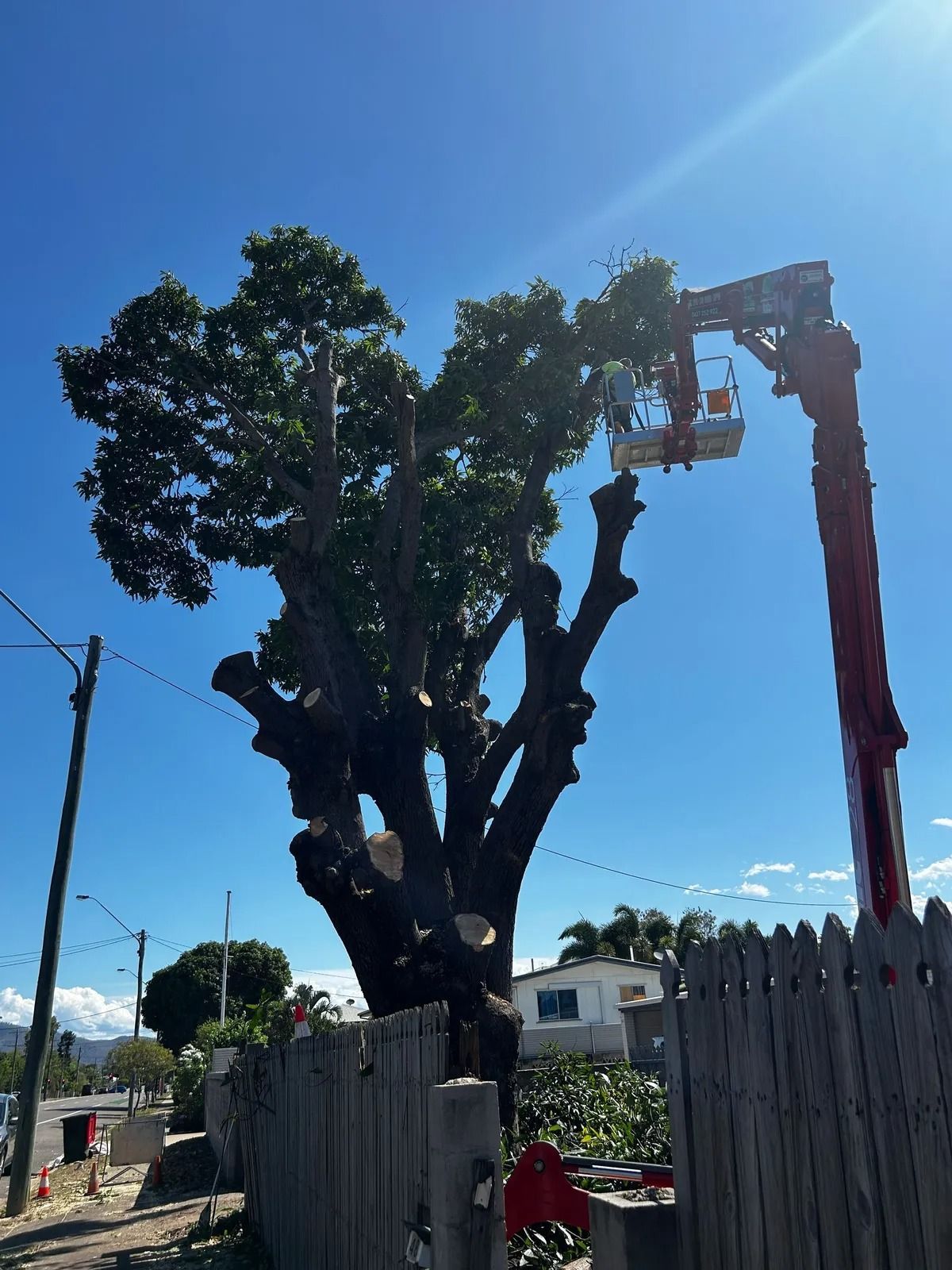 Tree Removal on Progress in Townsville