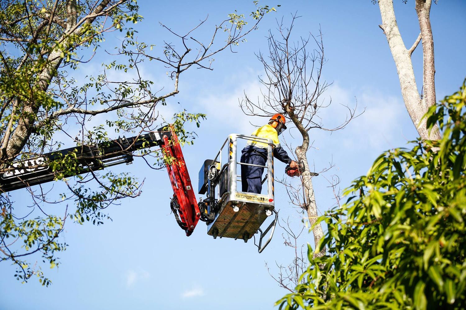Arborist on a Crane Holding a Chainsaw — Tree Change NQ in Townsville, QLD