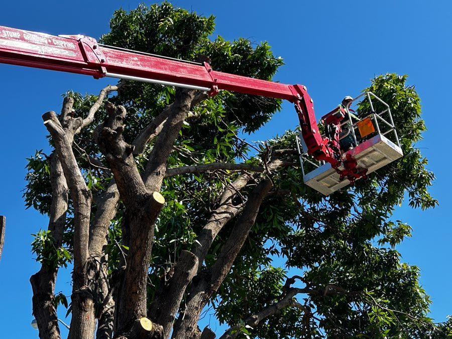 close-up view of an arobrist removing a tree branches in townsville