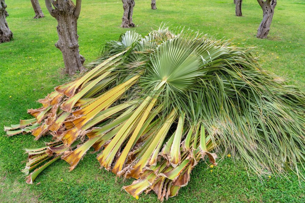 A Gardener Trimming The Leaves On Palm Branches — Tree Change NQ in Bowen, QLD