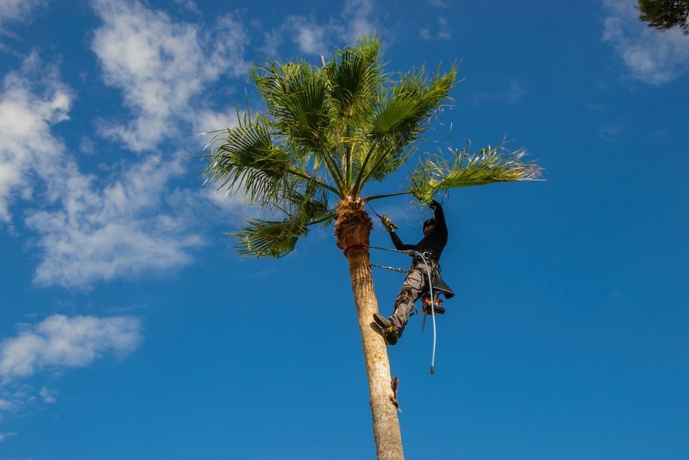 A Man Is Climbing A Palm Tree With A Tree Cutter — Tree Change NQ in Townsville, QLD