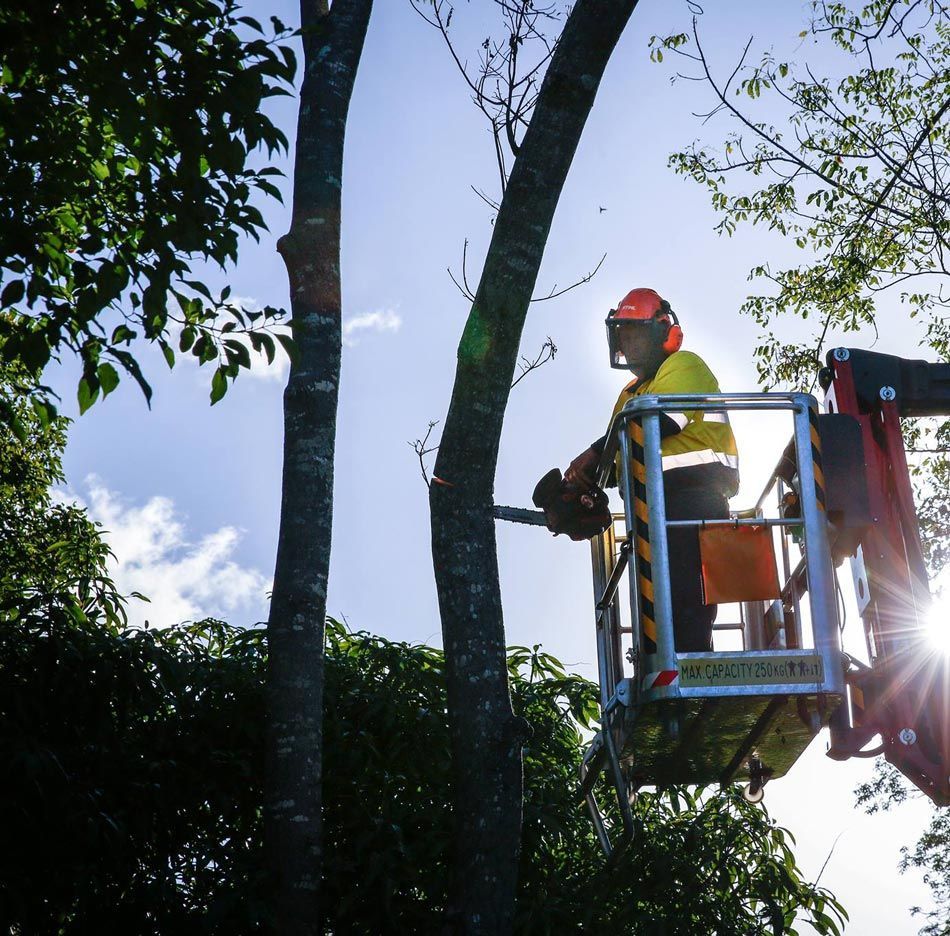 Tree Maintenance in Progress — Tree Change NQ in Townsville, QLD