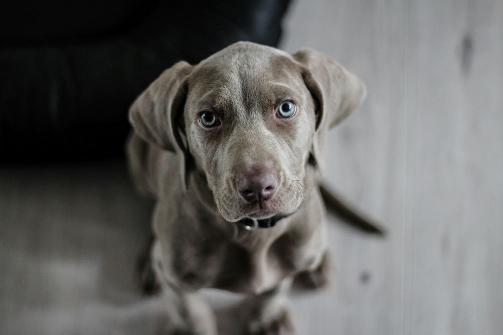 A Weimaraner puppy with gray fur and blue eyes looking directly at the viewer.