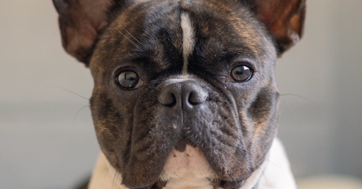 Een close-up van een Franse bulldog Zorgeloos emigreren met huisdier(en)