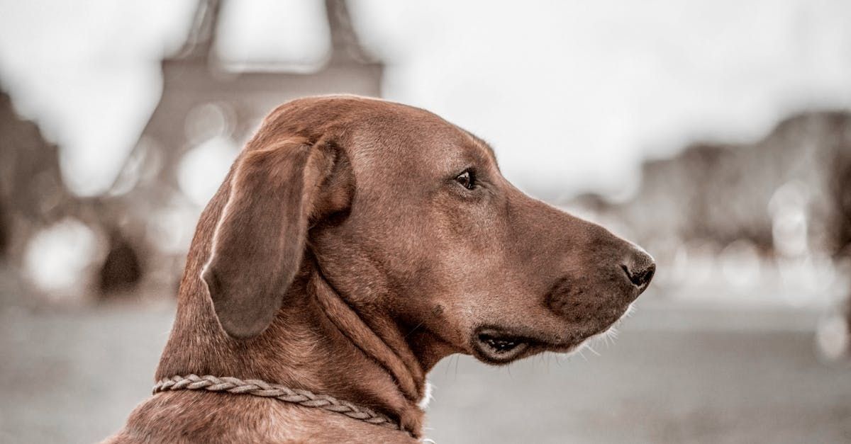 Een bruine hond zit voor de Eiffeltoren in Parijs. Zorgeloos emigreren met huisdier(en)