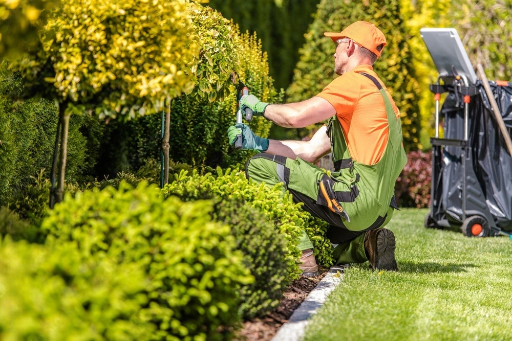 a man is kneeling down in a garden cutting a bush .