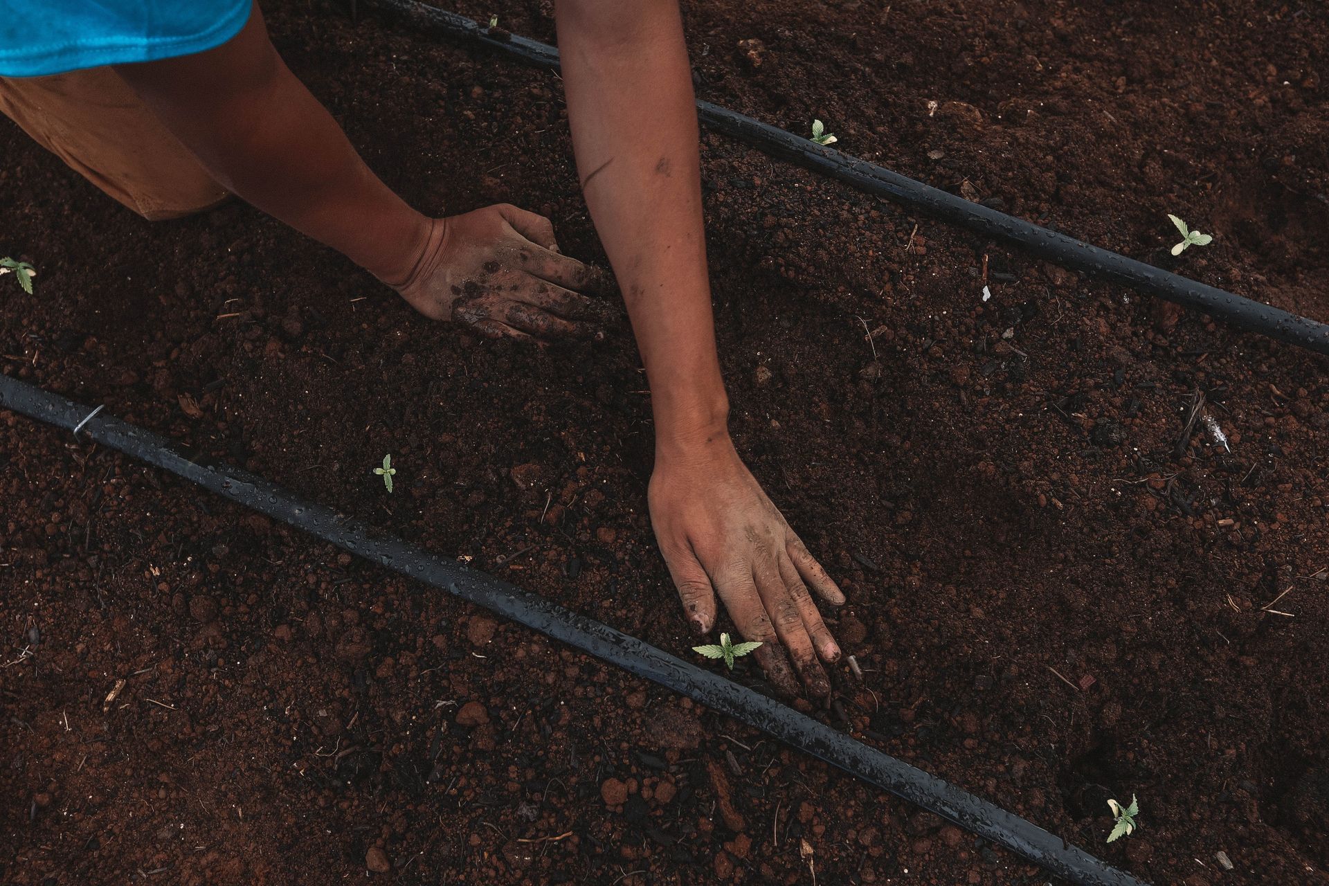 a person is planting a plant in the soil .