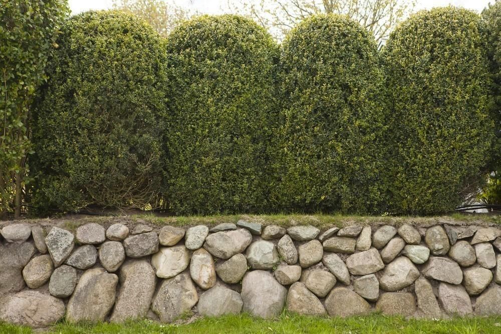 a stone wall with a hedge in the background .