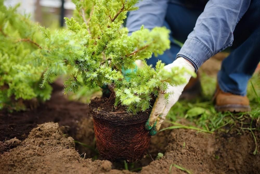 a person is planting a plant in the ground .