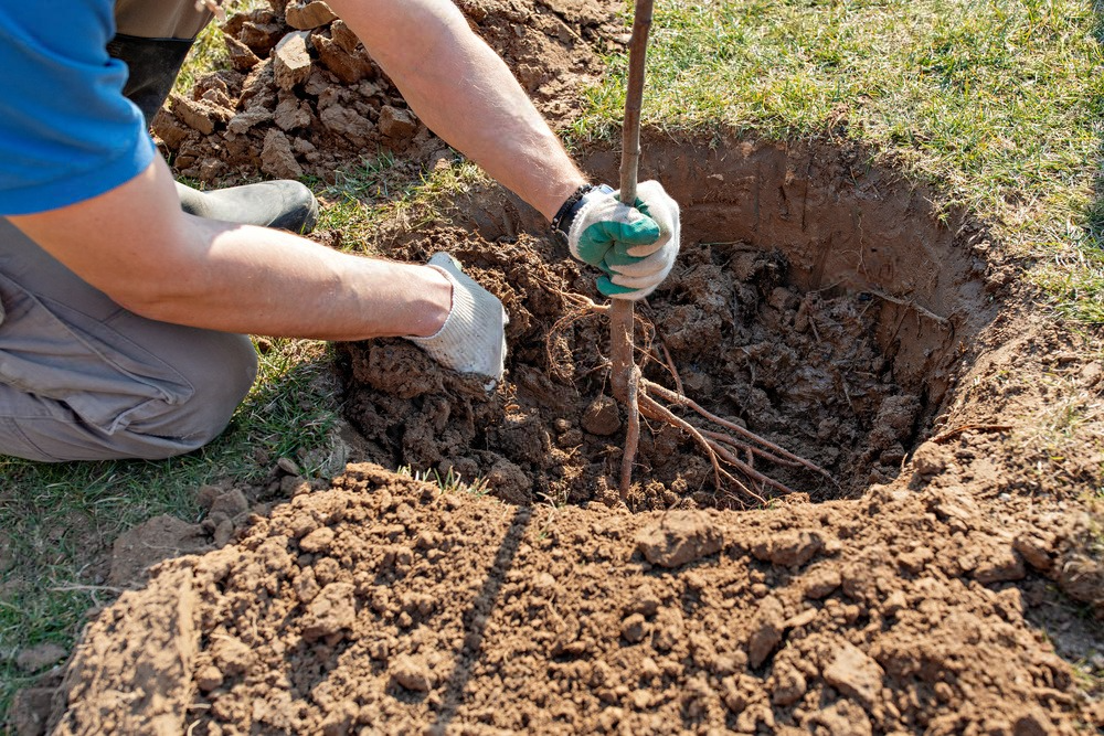 a person is digging a hole in the ground to plant a tree .