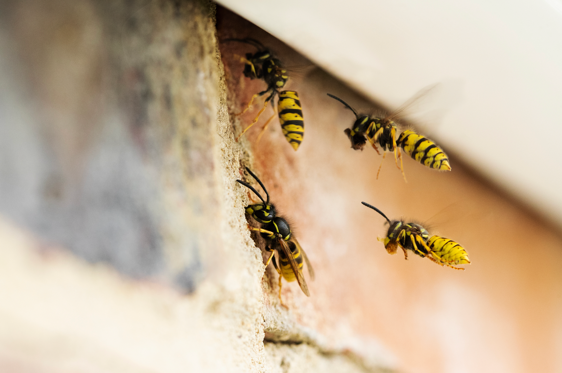 A group of wasps are sitting on a brick wall.