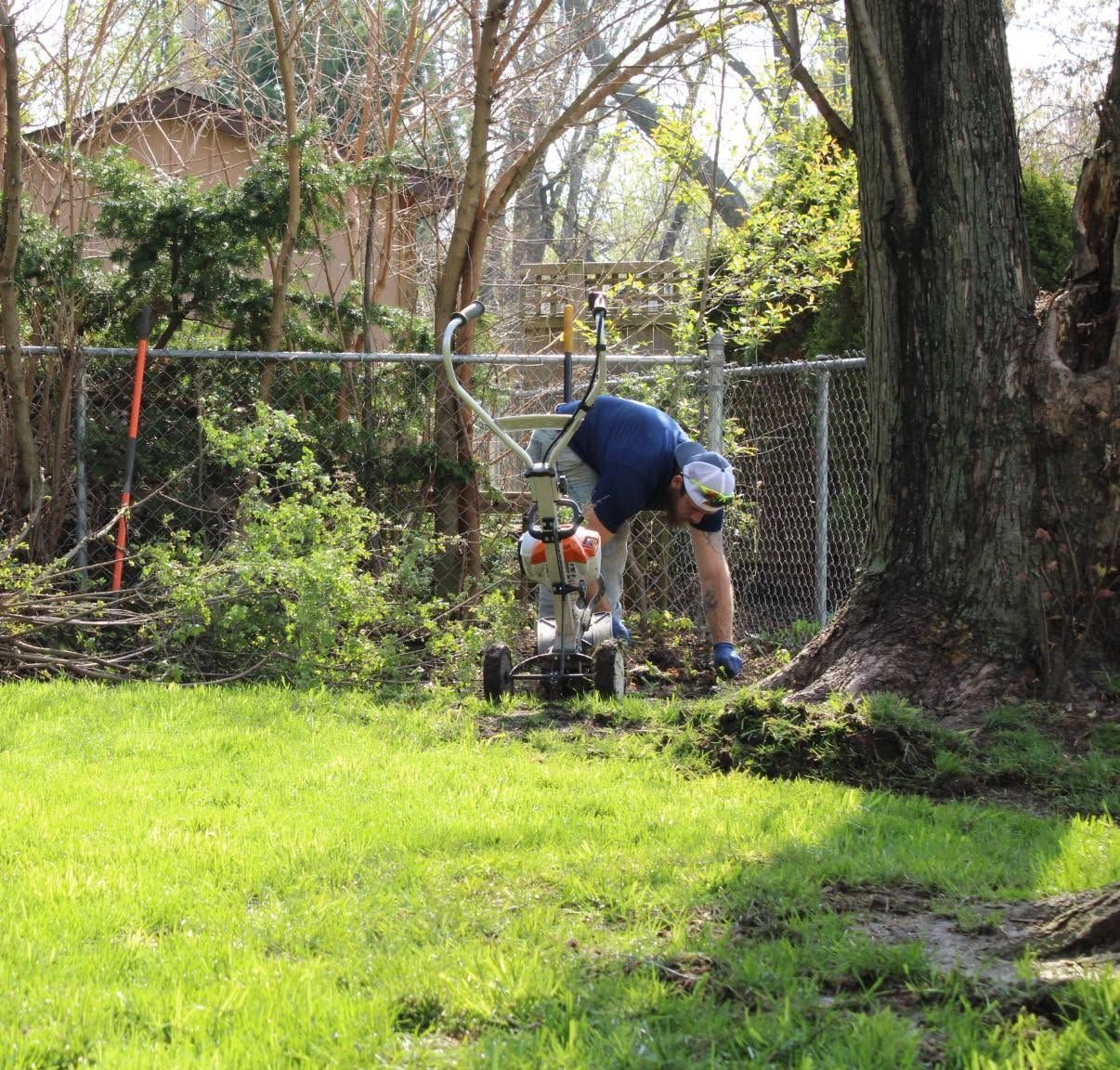 Person bending over a wheelbarrow in a leafy backyard beside a large tree and chain-link fence