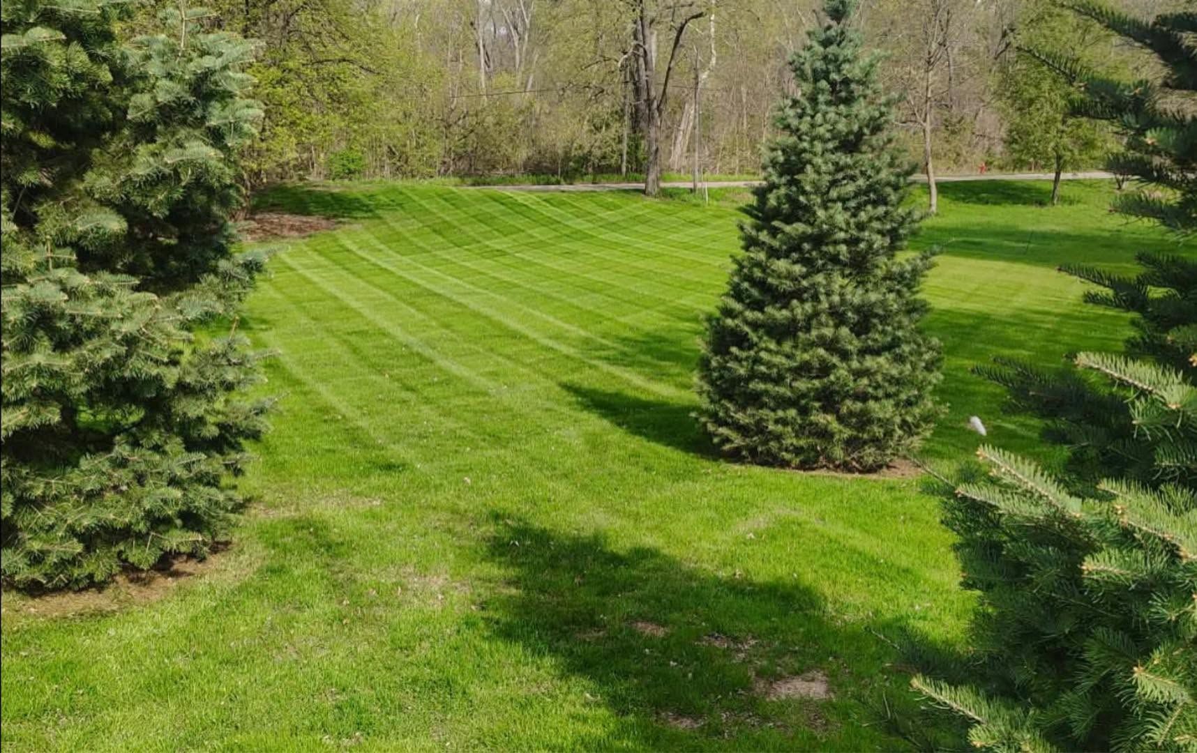 Sunlit green lawn with two evergreen trees and striped mowing lines in a park-like yard