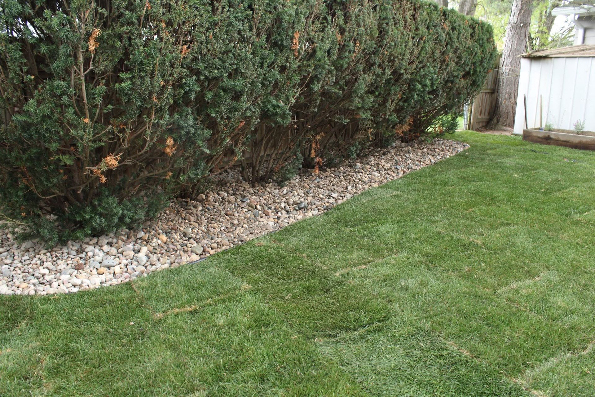 Backyard lawn beside tall evergreen hedges and a white fence, edged with decorative stones.
