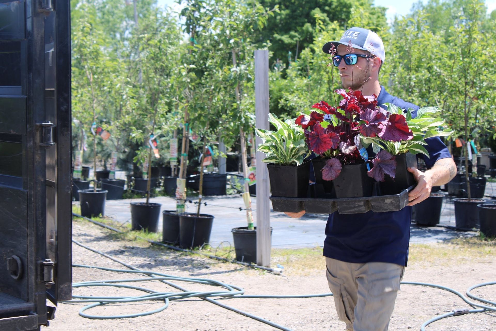 Man carrying trays of red flowers in a sunny outdoor plant nursery
