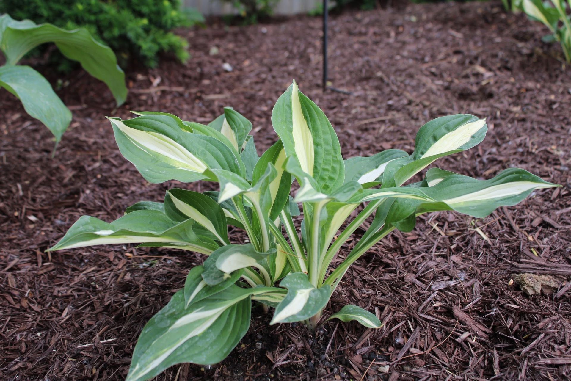 Variegated hosta plant with green and white leaves growing in a mulch garden bed