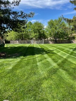 Freshly mowed green lawn with striped patterns beside a wooded tree line