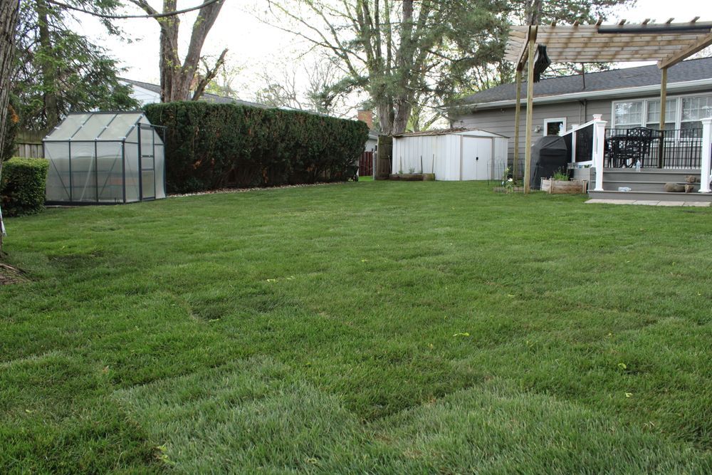 Backyard with a green lawn, greenhouse, hedge, and a house porch in the background