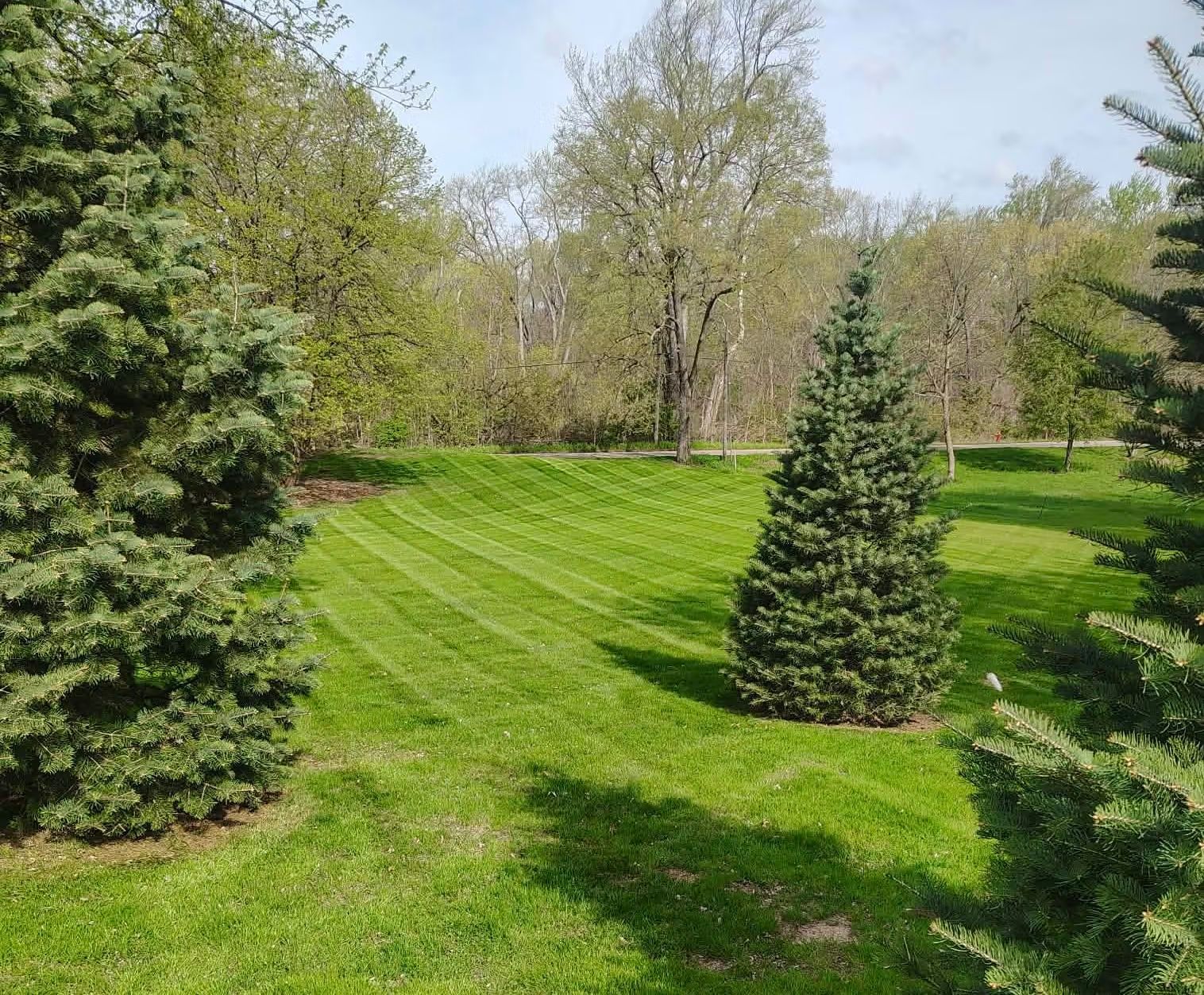 Sunny grassy park with evergreen trees and leafy trees in the background