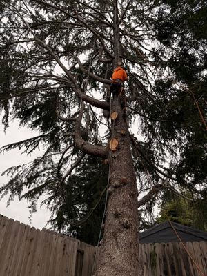 Workers in orange vests clear a fallen tree and debris from a suburban street. Workers in orange vests clear a fallen tree and debris from a suburban street.