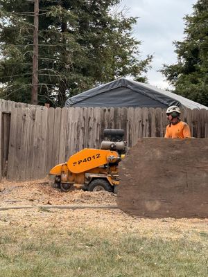 Circular saw cutting into a tree stump, with wood chips flying in a yard. Circular saw cutting into a tree stump, with wood chips flying in a yard.
