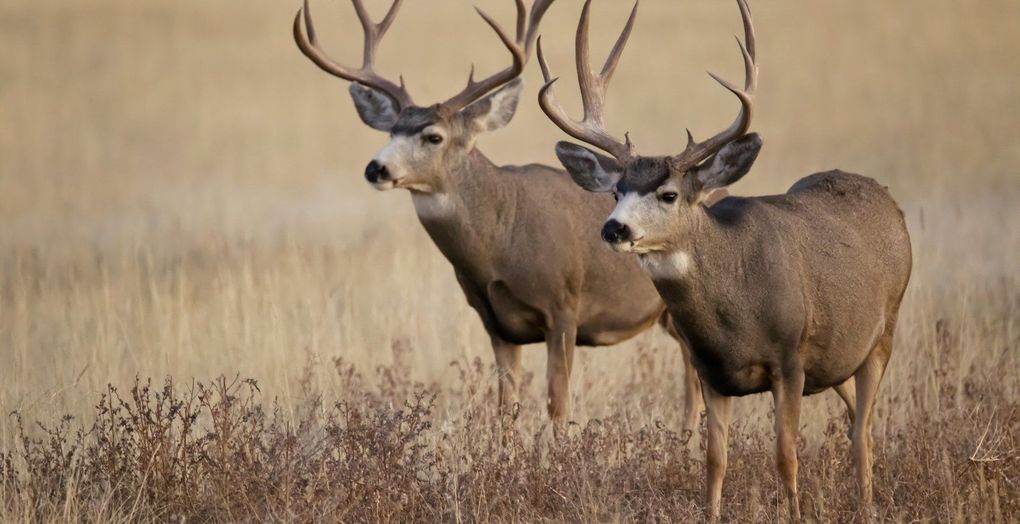 Two deer standing in a dry grassy field, one in front and one behind, both alert with antlers.