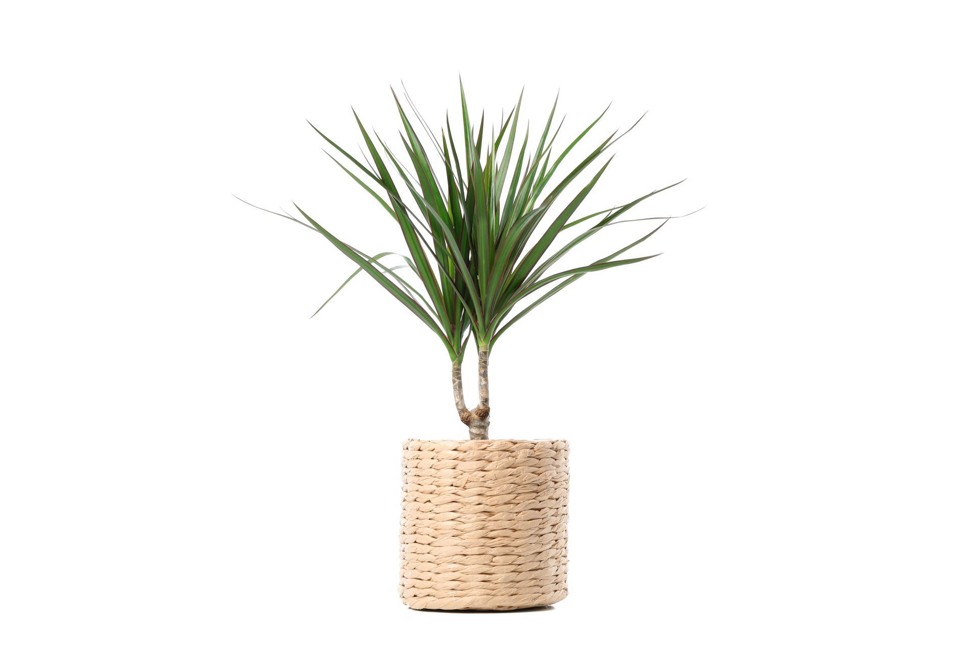 Four potted yucca plants in a row on a windowsill, against a bright window.