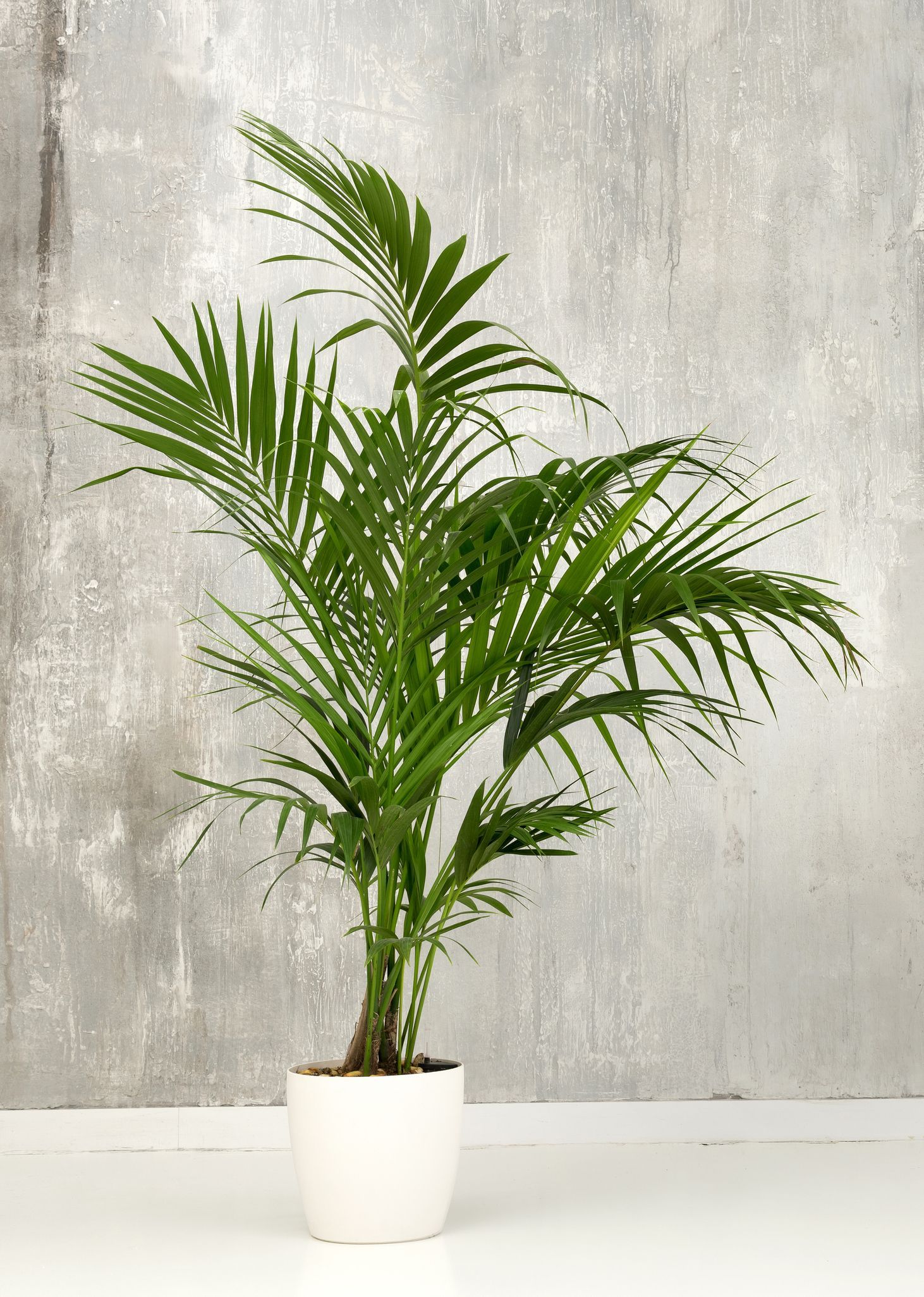 Green Areca palm in a white pot against a gray, textured wall.