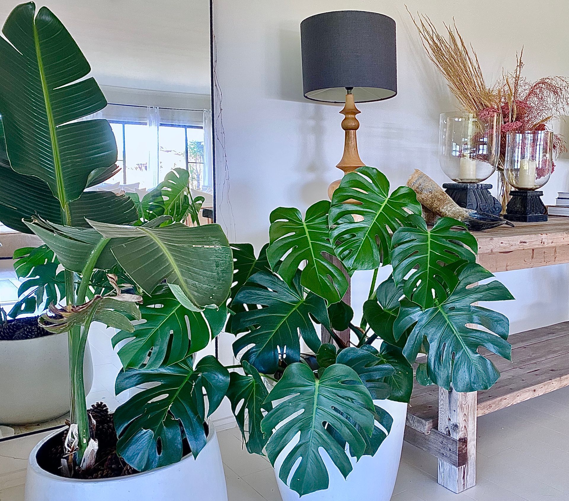 Two potted plants: a bird of paradise and a monstera deliciosa. They are in front of a mirror and a wooden table.