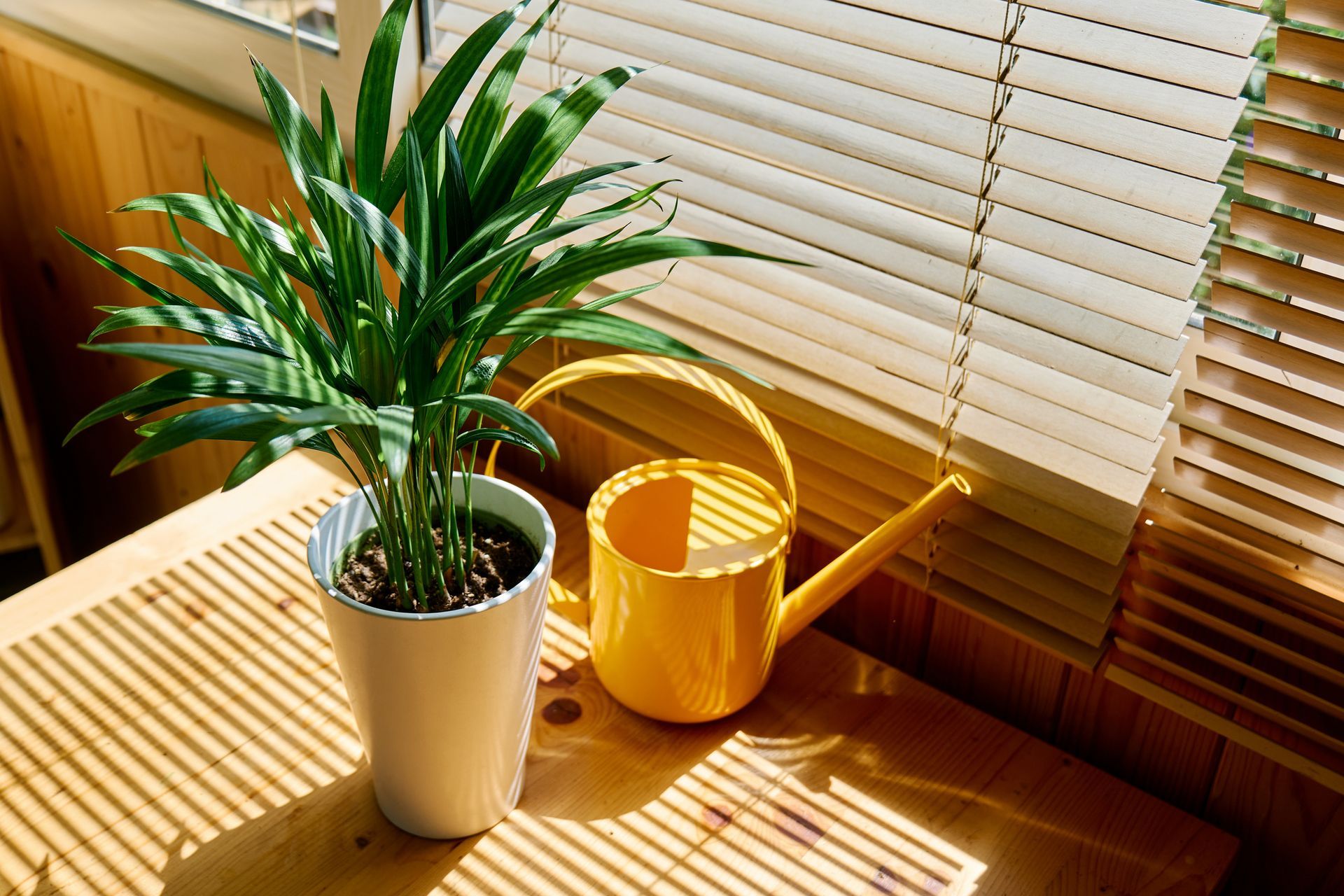 Plant in a white pot beside a yellow watering can on a sunny windowsill with wood blinds.