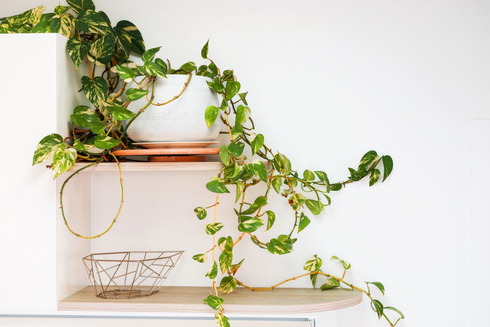 Potted pothos plant with green and gold leaves cascading over a white shelf, against a white wall.