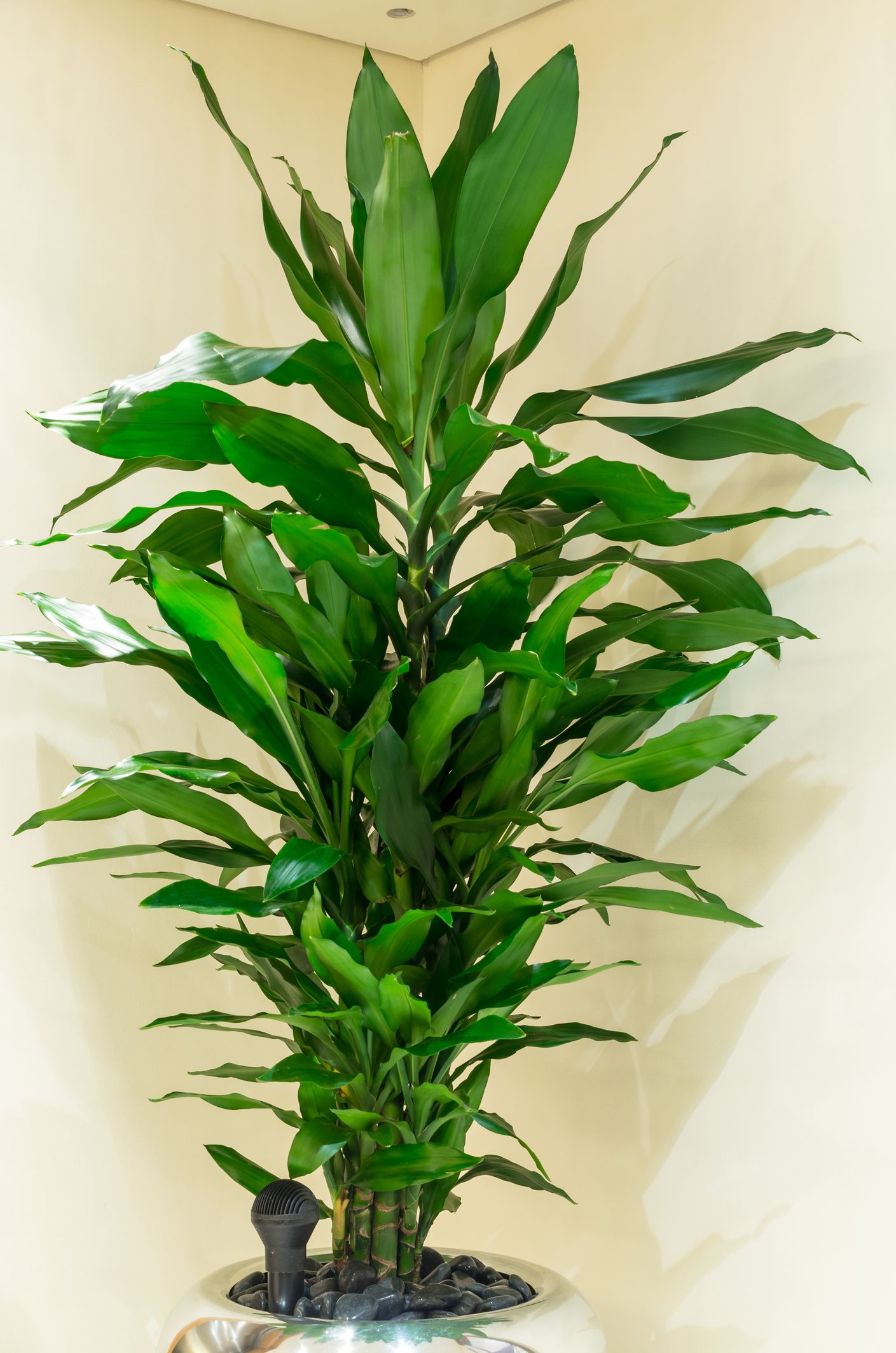 Tall green plant in a silver pot, set against a pale yellow wall.