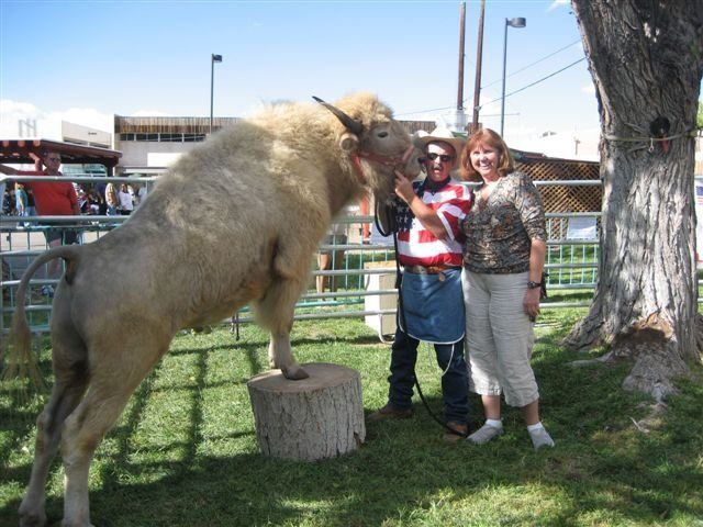 A man and woman standing next to a large sheep