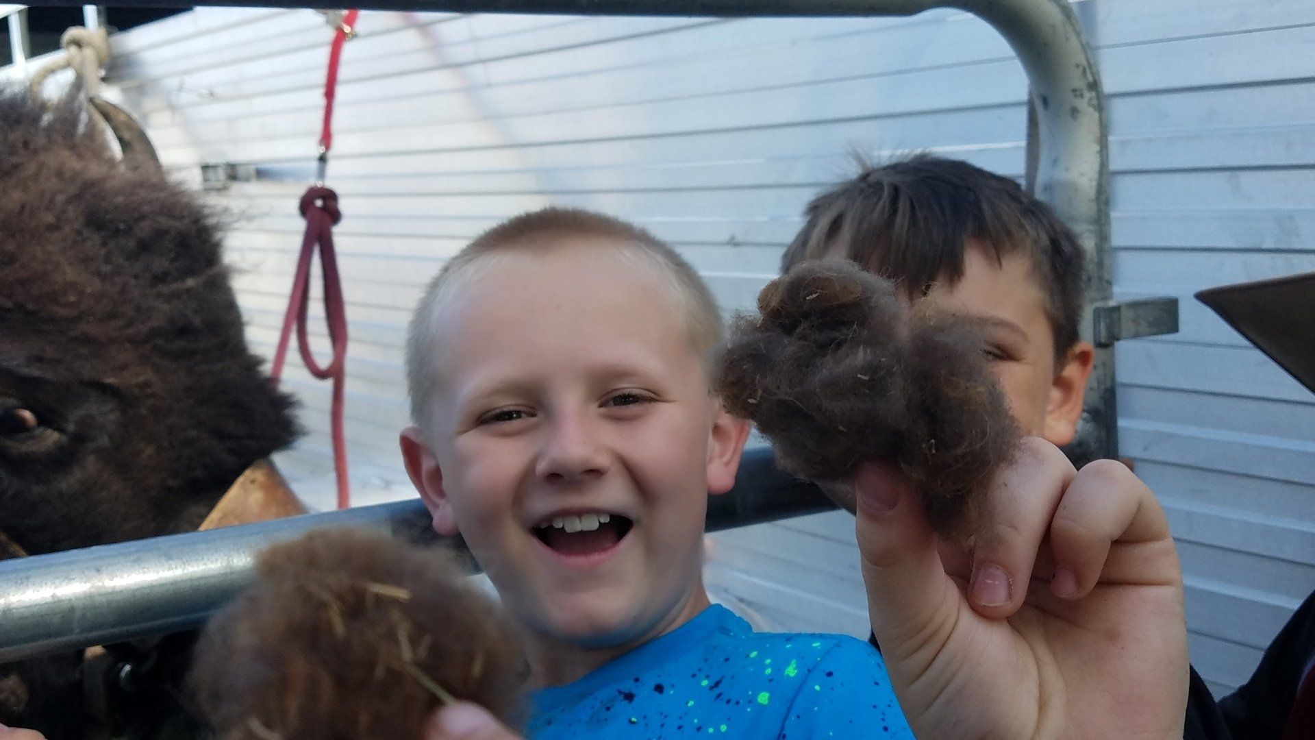 A boy in a blue shirt is holding a piece of fur