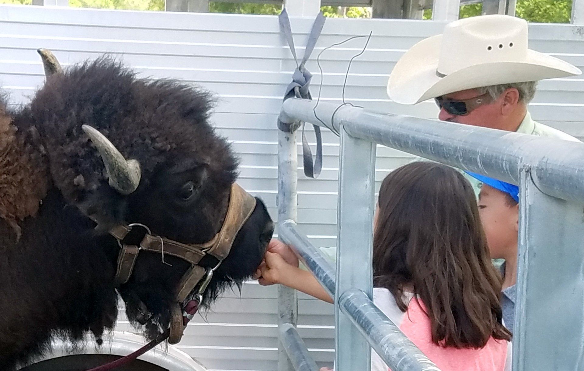 A man in a cowboy hat is petting a bison