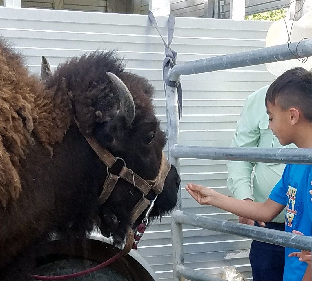 A boy in a blue shirt is feeding a bison