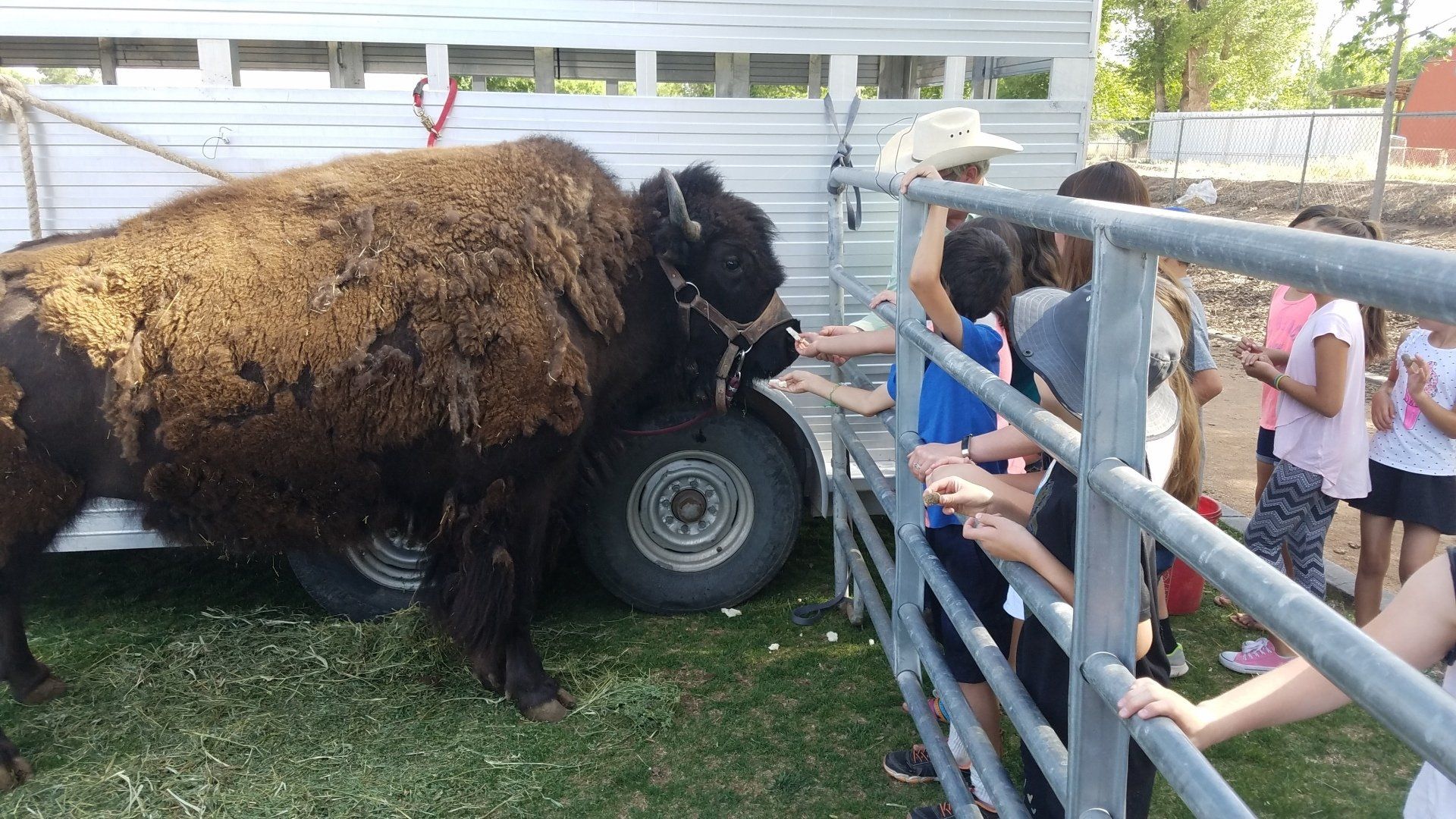 A group of children are feeding a bison behind a fence