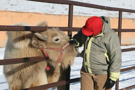 A man in a red hat petting a camel behind a fence