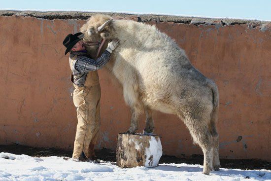 A man in a cowboy hat is hugging a large white animal, Beau The White Buffalo.