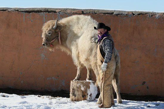 A man standing next to a bison in the snow