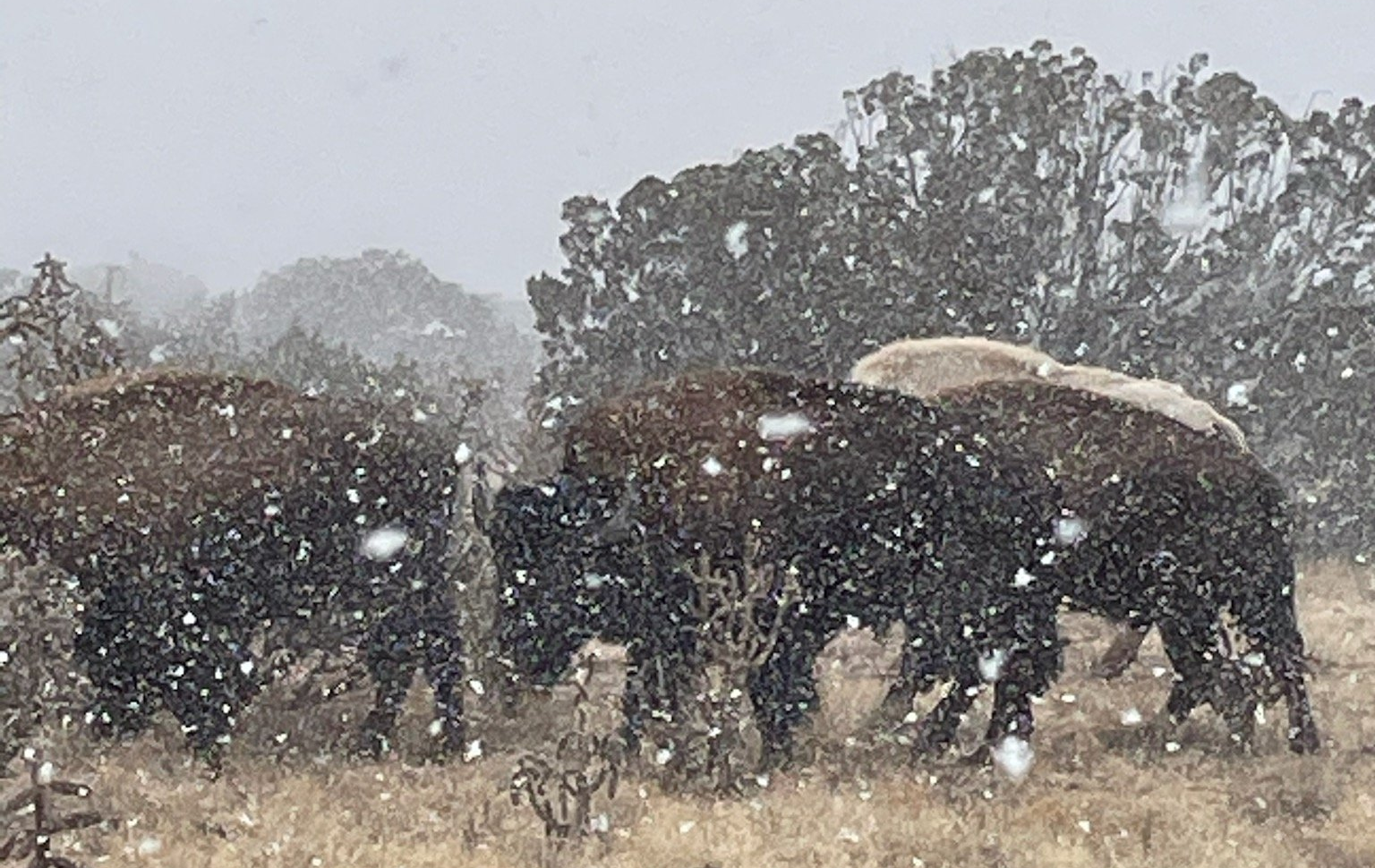 A herd of horses standing in a snowy field