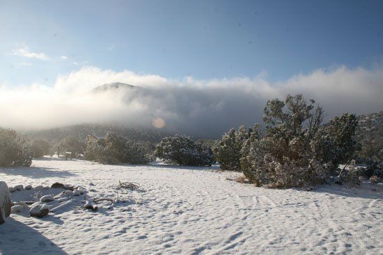 A snowy field with trees and a mountain in the background