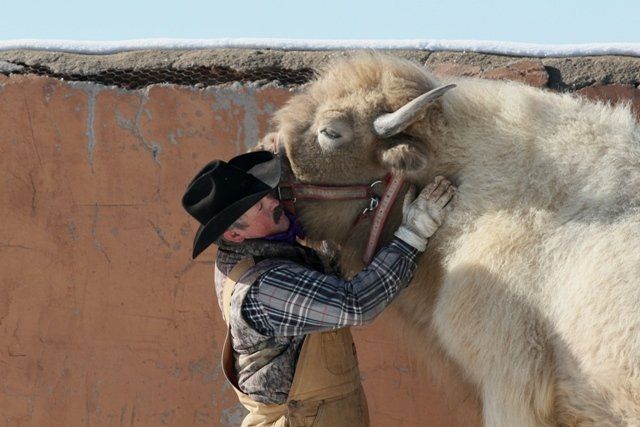 A man in a cowboy hat is petting a large white animal