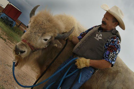 A man in a cowboy hat is standing next to a bison