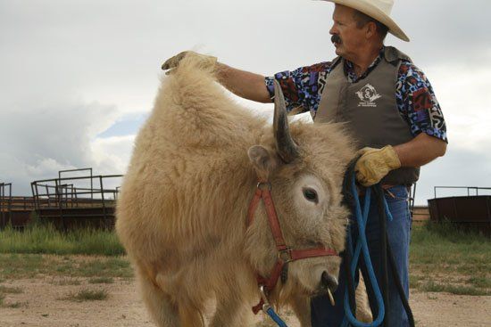 A man in a cowboy hat is petting a cow