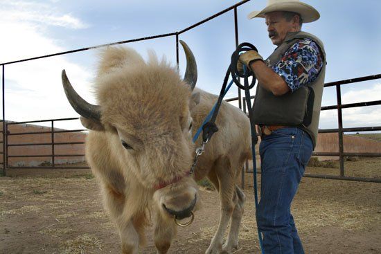 A man in a cowboy hat is standing next to a bison on a leash