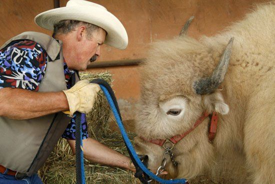 A man in a cowboy hat is holding a leash to a bison, Beau The White Buffalo.